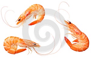 shrimps isolated on a white background. top view