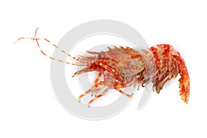 Shrimps isolated on white northern Bering shrimp