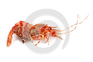 Shrimps isolated on white northern Bering shrimp