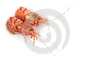 Shrimps isolated on white northern Bering shrimp