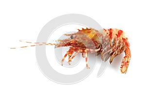 Shrimps isolated on white northern Bering shrimp