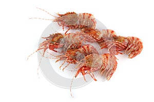 Shrimps isolated on white northern Bering shrimp