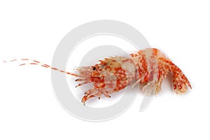 Shrimps isolated on white northern Bering shrimp