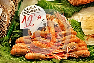 Shrimps photo