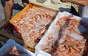 Shrimps and scampi shown on the fish market