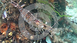 Shrimps on the seabed, Palaemon adspersus commonly called Baltic prawn