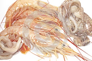 Shrimps and squid photo