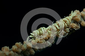 Shrimps on a whip coral