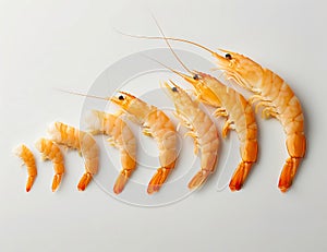 Shrimps on a white background