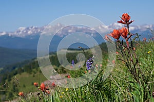 Shrine Mountain Wildflowers