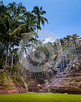 Shrine at Tegallalang Rice Terraces in Ubud, Bali, Indonesia