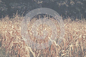 Shrivel Corn background