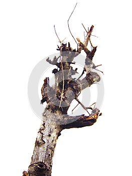 Shrivel treetop in white background