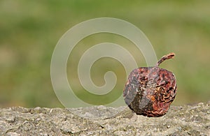 Shriveled apple