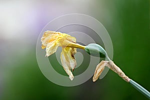 Shriveled Narcissus or Daffodil perennial herbaceous bulbiferous geophytes plant with dried yellow flower planted in local garden