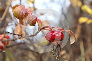 Shriveled rosehip fruit in late autumnn photo