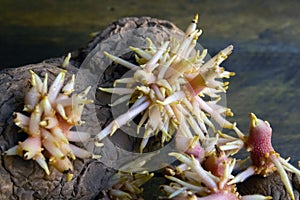 Shriveled sprouted potatoes with lush bunches of young roots