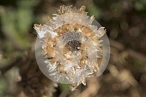 Shrivelled Arctotis Flower Head