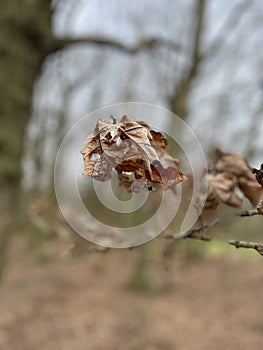 Shrivelled brown autumn oak leaf