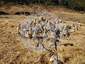 Shrivelled edelweiss