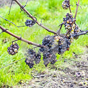 Shrivelled Grapes in Autumn