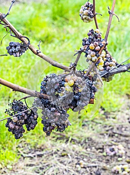 Shrivelled Grapes in Autumn