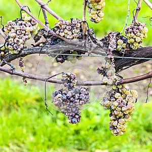 Shrivelled Grapes in Autumn