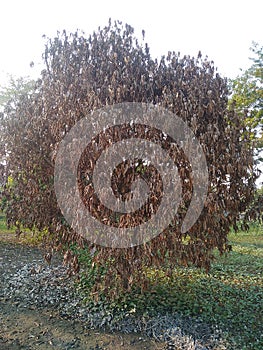 Shrivelled mango tree due to any reason in madhubani bihar india asiya