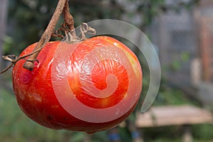 Shrivelled tomato