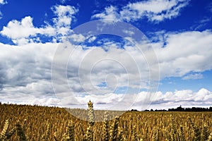 Shropshire Blue Sky photo