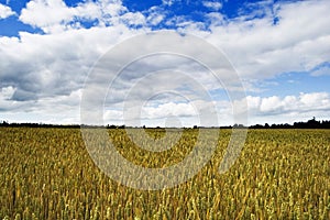 Shropshire Wheat Fields photo