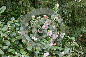 Shrub blossoming camellia. Neighborhood of Sochi, Russia.