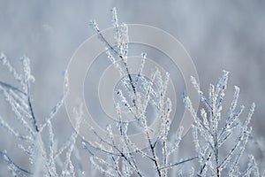 Shrub Branch Frosts in Finland during Cold Winter