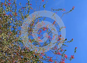 Shrub branches with pink flowers against the blue sky.