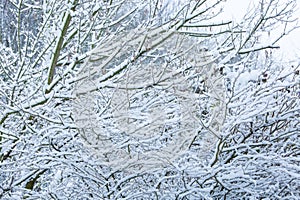 Shrub branches are thickly covered with snow photo
