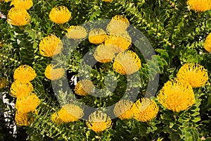 Shrub of bright yellow Protea pincushion flowers and leaves