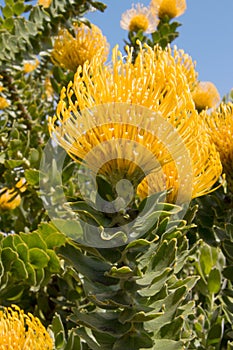 Shrub of bright yellow Protea pincushion flowers and leaves