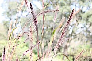 a shrub with brown long stick flower bloom