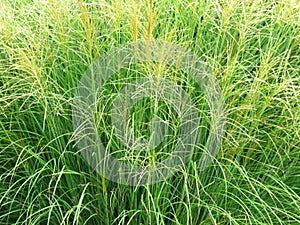 Shrub, bush. Miscanthus sinensis 'Adagio' 3L. Green grass seed heads on stalks. Close up view.