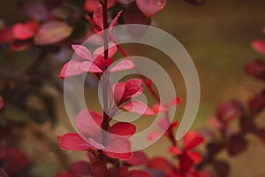 Shrub bush red small leaves in an autumn botanical garden. Autumnal foliage.