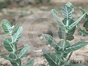 Shrub calotropis gigantea plant images and it hosts butterfly and many insect