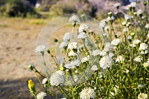 Shrub of Chaenactis fremontii Fremont`s pincushion or Desert pincushion wildflower, Anza Borrego Desert State Park, California photo