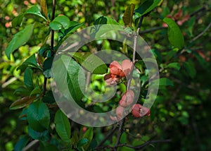 Shrub of chinese quince at springtime