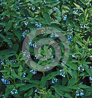 Shrub of comfrey herb