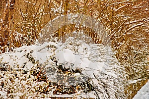 Shrub covered with abundant layer of snow