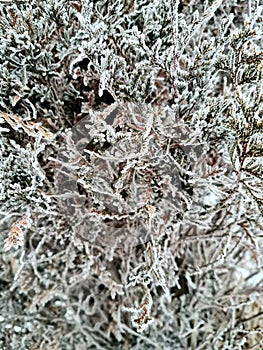 Shrub covered with hoarfrost. Branches in the snow