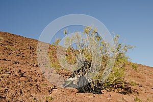 Shrub covered with plastic debris.