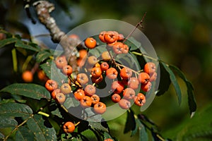 Shrub Crataegus or Grateus, Tomatito In The Meadows Of Rebedul In Lugo. Flowers Landscapes Nature.