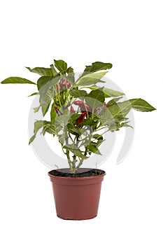 Shrub decorative pepper Kapsicum