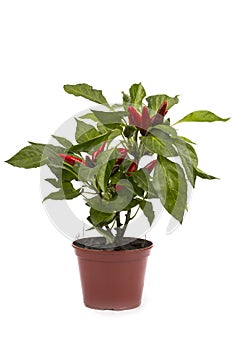 Shrub decorative pepper Kapsicum